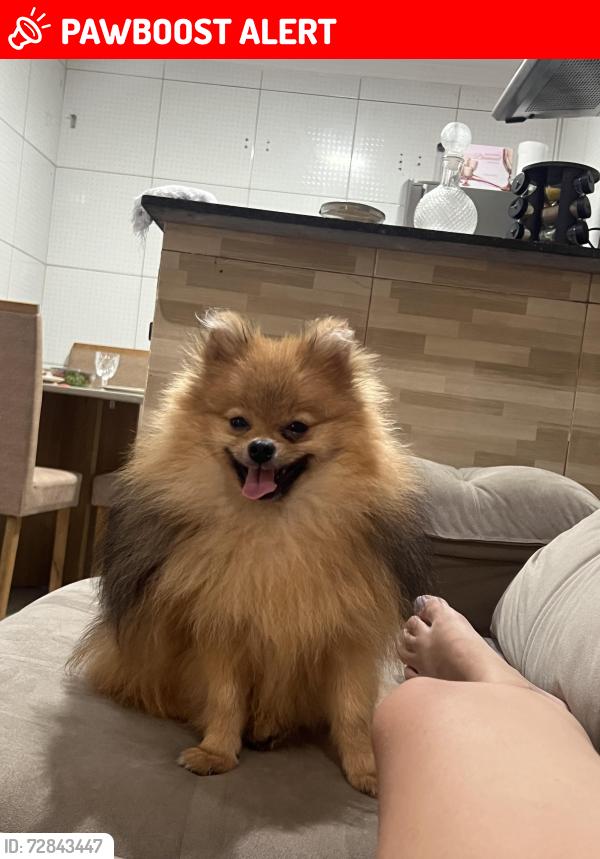 Lost Male Dog last seen Rua Seabra sobrinho 135, vila centenário , Vila Centenario, RJ 25030-190