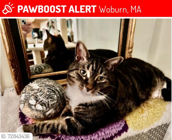 Lost Male Cat last seen North Warren St and Pleasant St, Woburn, MA 01801