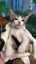 Shelter Stray Male Cat last seen Bexar County, New Braunfels, TX 78130
