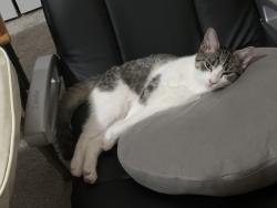 Reunited Female Cat last seen Village Green Dr and then began hiding around nearby houses, Cleveland, TN 37312