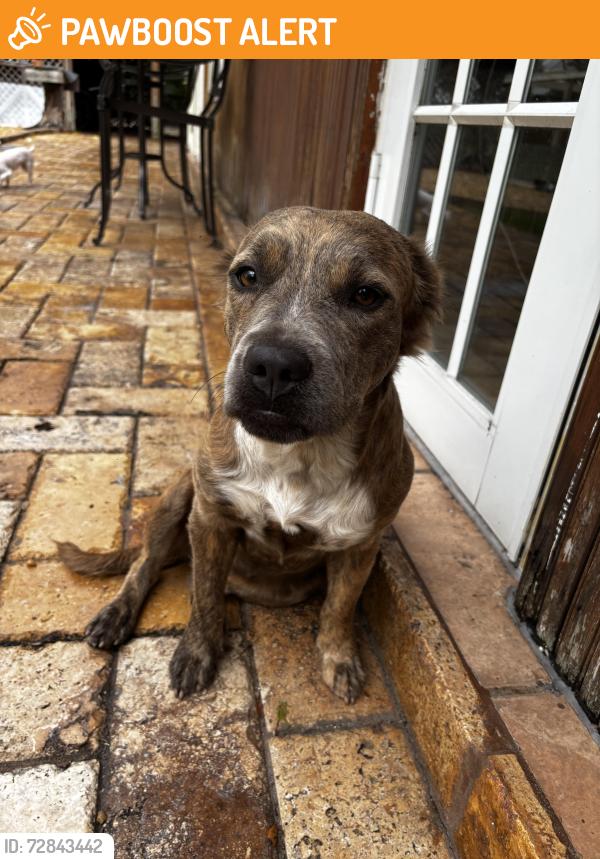 Found/Stray Female Dog last seen Near street , Miami-Dade County, FL 33032