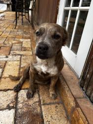 Found/Stray Female Dog last seen Near street , Miami-Dade County, FL 33032