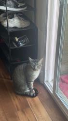 Lost Male Cat last seen Provo mall, Provo, UT 84601
