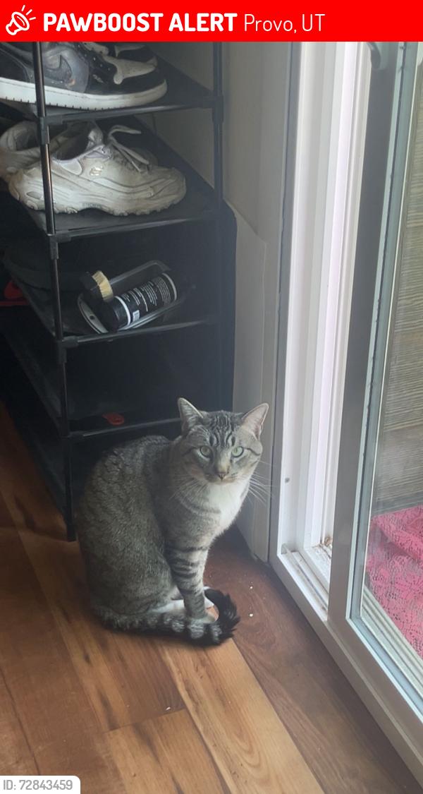 Lost Male Cat last seen Provo mall, Provo, UT 84601