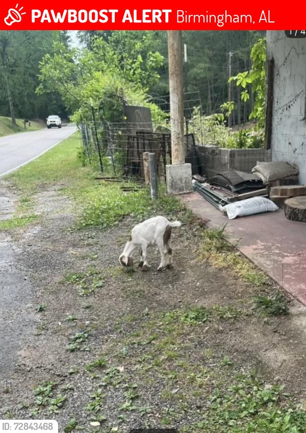 Lost Female Other last seen Old farm on Overton road, Birmingham, AL 35210