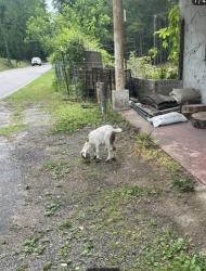 Lost Female Other last seen Old farm on Overton road, Birmingham, AL 35210