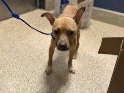 Shelter Stray Female Dog last seen Near BLOCK SW 6 ST, Doral, FL 33122