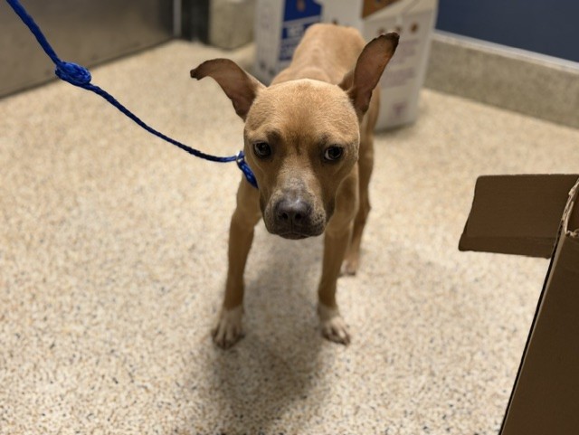 Shelter Stray Female Dog last seen Near BLOCK SW 6 ST, Doral, FL 33122
