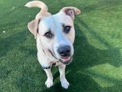 Shelter Stray Male Dog last seen , Los Angeles, CA 90031