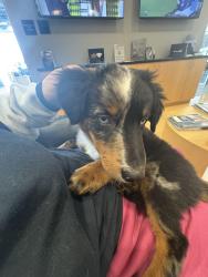 Lost Male Dog last seen Mall , Columbia, MO 65201