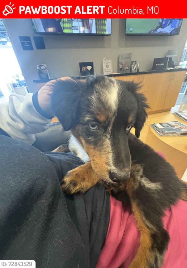 Lost Male Dog last seen Mall , Columbia, MO 65201