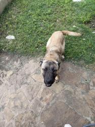 Found/Stray Male Dog last seen Wilderness Oak & Bulverde Road, San Antonio, TX 78261
