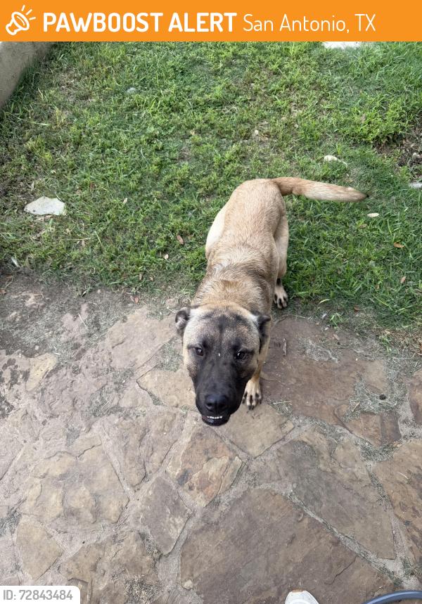 Found/Stray Male Dog last seen Wilderness Oak & Bulverde Road, San Antonio, TX 78261