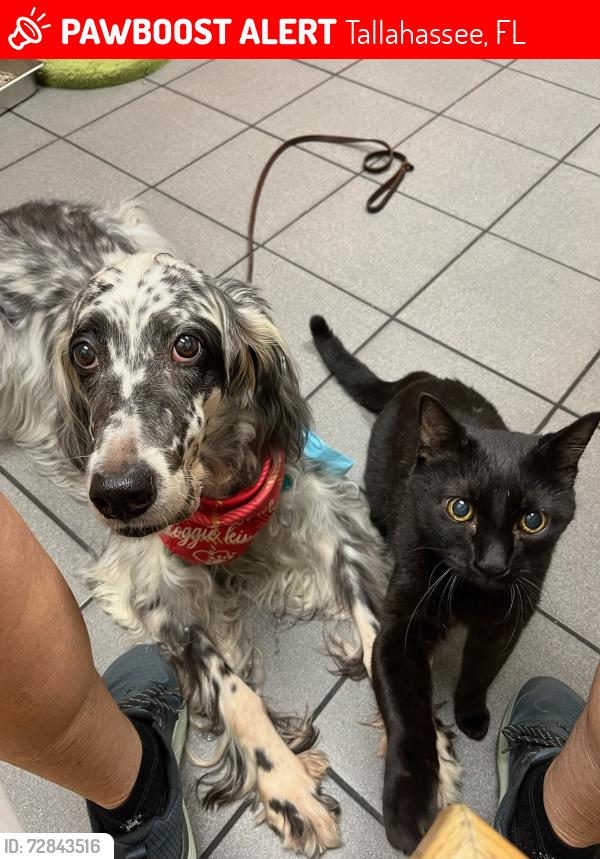 Lost Male Cat last seen Salmon Drive, Tallahassee, FL 32303