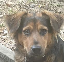 Lost Male Dog last seen Bend Rd, Denham Springs, LA 70706