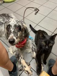 Lost Male Cat last seen Salmon Drive, Tallahassee, FL 32303