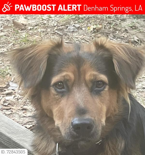 Lost Male Dog last seen Bend Rd, Denham Springs, LA 70706