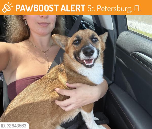 Found/Stray Female Dog last seen Near Fourth St N Saint Petersburg, FL  33702 United States, St. Petersburg, FL 33702