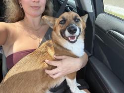 Found/Stray Female Dog last seen Near Fourth St N Saint Petersburg, FL  33702 United States, St. Petersburg, FL 33702