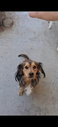 Lost Male Dog last seen White lane , Bakersfield, CA 93313