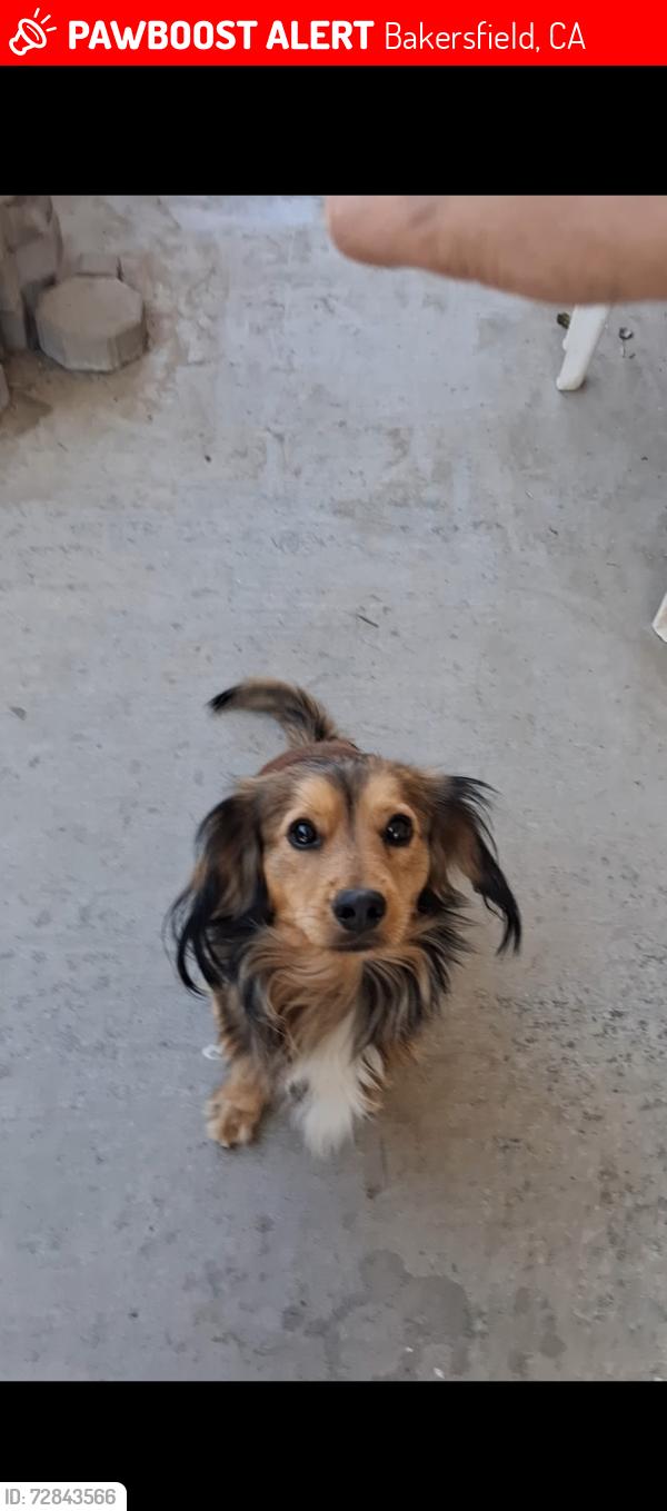 Lost Male Dog last seen White lane , Bakersfield, CA 93313