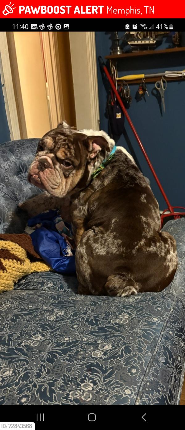 Lost Male Dog last seen Waring and summer ave, Memphis, TN 38122