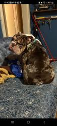 Lost Male Dog last seen Waring and summer ave, Memphis, TN 38122