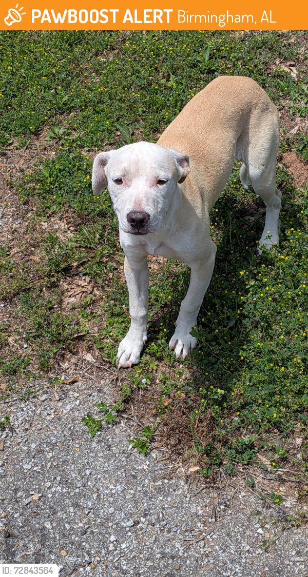 Found/Stray Unknown Dog last seen Park Avenue & Jefferson , Birmingham, AL 35221