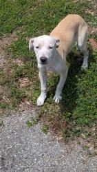 Found/Stray Unknown Dog last seen Park Avenue & Jefferson , Birmingham, AL 35221