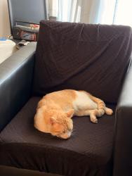 Found/Stray Male Cat last seen The Leonard apmts, Denton, TX 76205