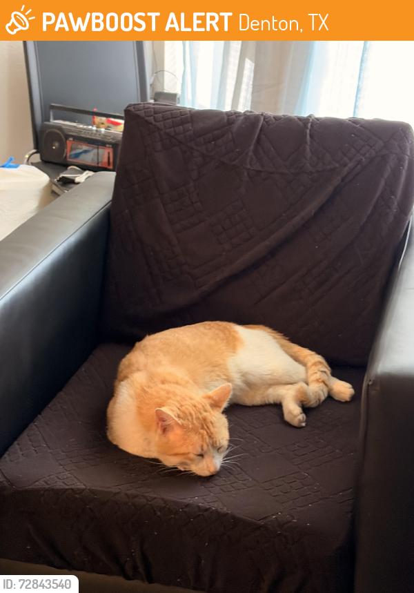 Found/Stray Male Cat last seen The Leonard apmts, Denton, TX 76205