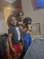 Lost Male Dog last seen Winnebago, St. Louis, MO 63118