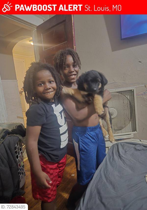 Lost Male Dog last seen Winnebago, St. Louis, MO 63118