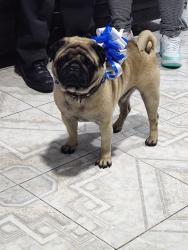 Lost Male Dog last seen Entre Calle Avandaro y Pirules, Ciudad Nezahualcóyotl, Méx. 57600