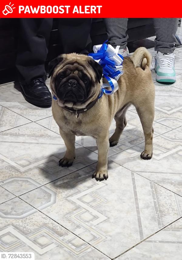 Lost Male Dog last seen Entre Calle Avandaro y Pirules, Ciudad Nezahualcóyotl, Méx. 57600