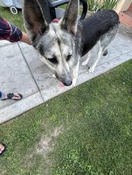 Found/Stray Female Dog last seen Elizabeth and Roosevelt , Fresno, CA 93728