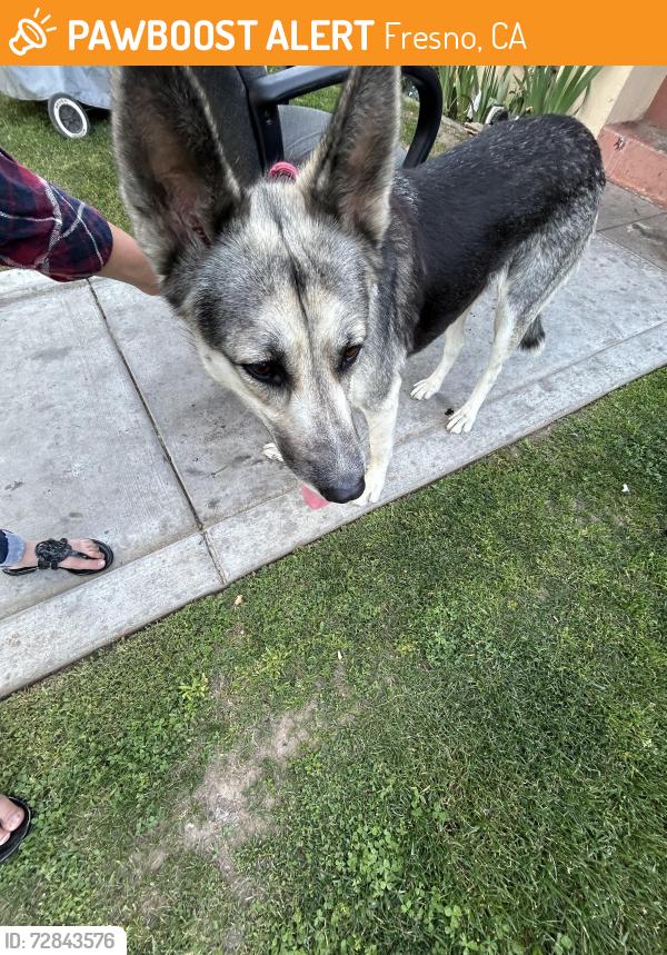 Found/Stray Female Dog last seen Elizabeth and Roosevelt , Fresno, CA 93728
