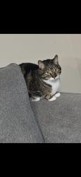 Reunited Male Cat last seen Hickory Additions sapulpa, Sapulpa, OK 74066