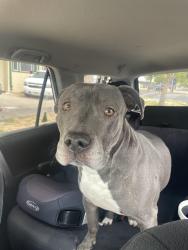 Found/Stray Female Dog last seen 13th St and 23rd, Greeley, CO 80631