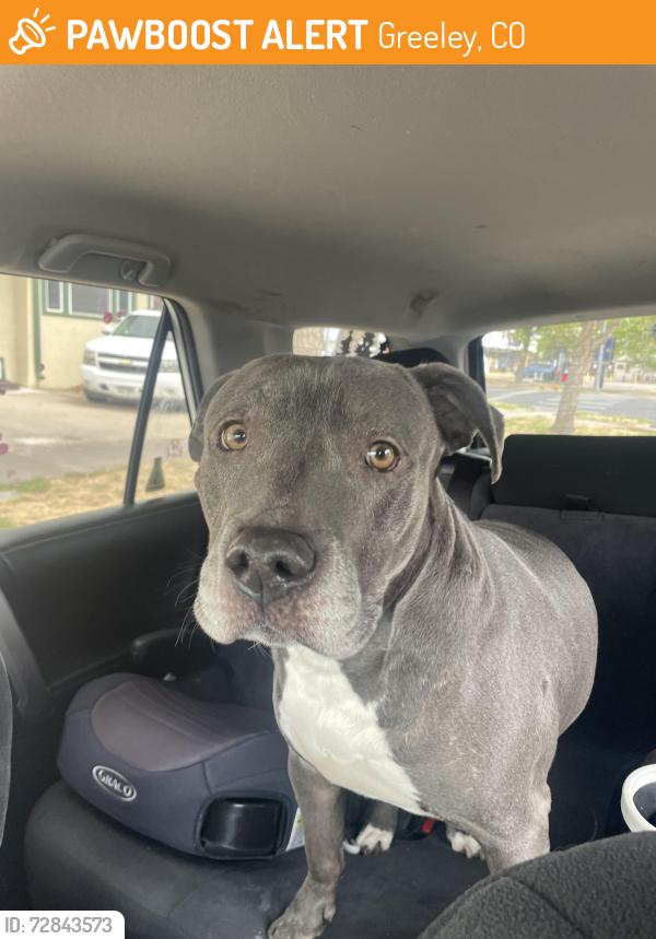 Found/Stray Female Dog last seen 13th St and 23rd, Greeley, CO 80631