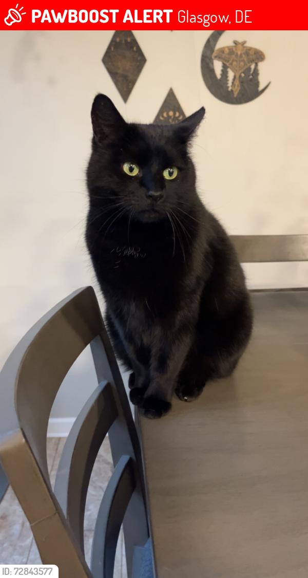 Lost Female Cat last seen Nina Court, Caravel Farms, Bear, DE 19701, Glasgow, DE 19701