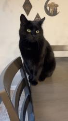 Lost Female Cat last seen Nina Court, Caravel Farms, Bear, DE 19701, Glasgow, DE 19701
