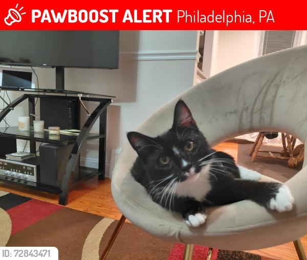 Lost Female Cat last seen Sant vincent and Brous , Philadelphia, PA 19149