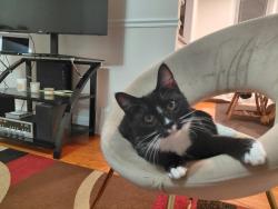 Lost Female Cat last seen Sant vincent and Brous , Philadelphia, PA 19149