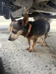 Found/Stray Female Dog last seen Near Palo Verde Way Oceanside CA, Oceanside, CA 92056