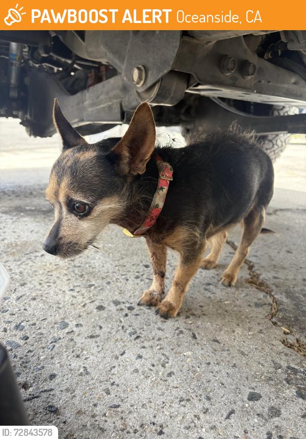 Found/Stray Female Dog last seen Near Palo Verde Way Oceanside CA, Oceanside, CA 92056