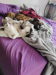 Reunited Female Cat last seen Walnut st , Grand Forks, ND 58201
