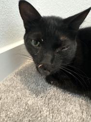 Found/Stray Male Cat last seen Havana mist drive , Katy, TX 77493