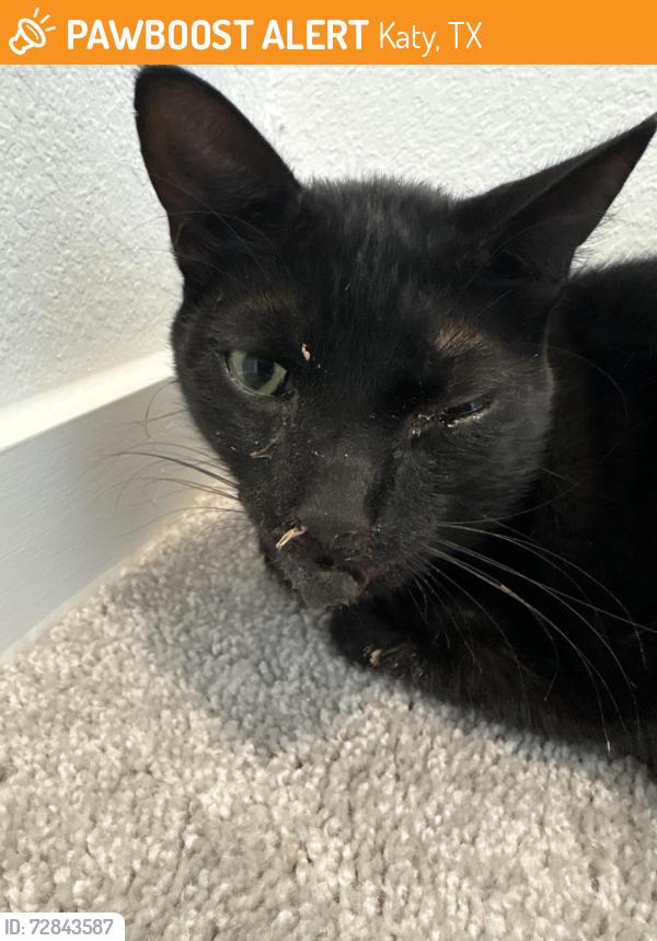 Found/Stray Male Cat last seen Havana mist drive , Katy, TX 77493