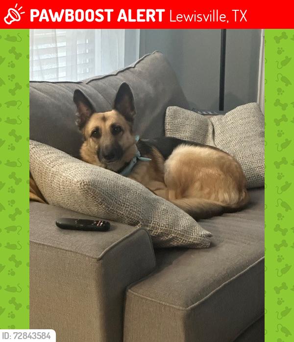 Lost Female Dog last seen Garden Ridge and Valley Ridge, Lewisville, TX 75077